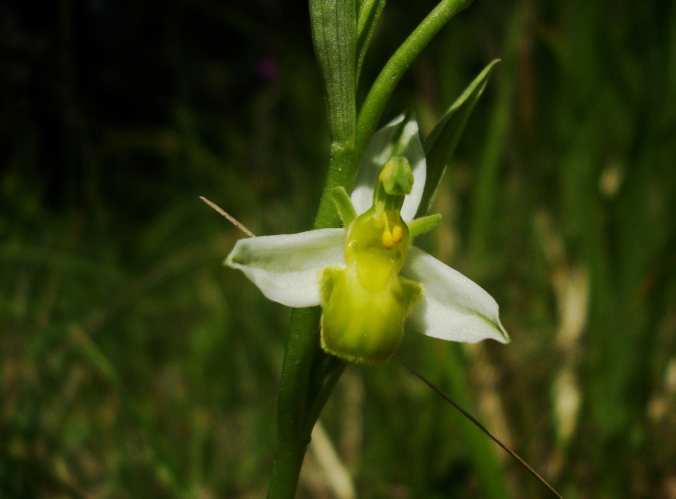 Ophrys apifera chlorantha